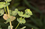 Warty spurge